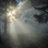 幻想的な森の風景、朝霧が立ち込める